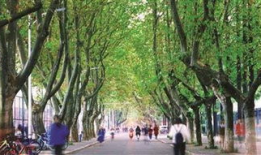 梧桐大道,穿越时光的绿色长廊